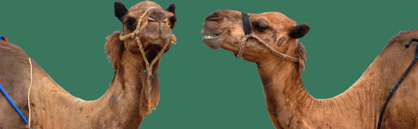 Что такое программа лояльности, и как она помогает повторным продажам