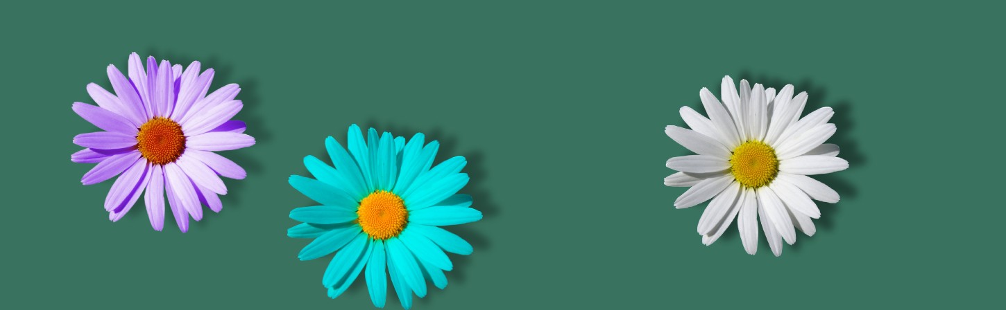 Обзор популярных виджетов для сайта