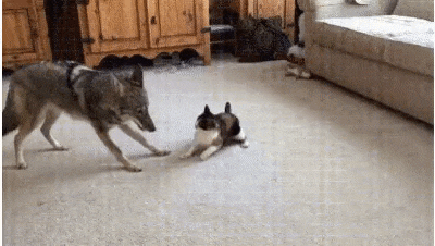 Кто такой продакт-менеджер: объясняем на гифках