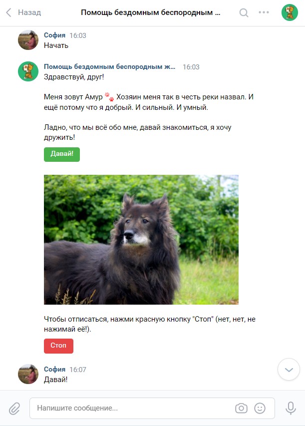 Контент-план и чатбот: как увеличить сборы пожертвований приюту для животных на 300%