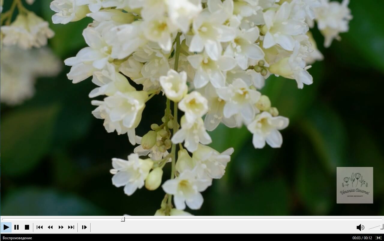 Как нарушение авторских прав влияет на самого автора и как предотвратить кражу контента