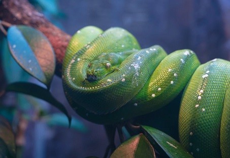 С чего начать изучение Python: 3 первых шага
