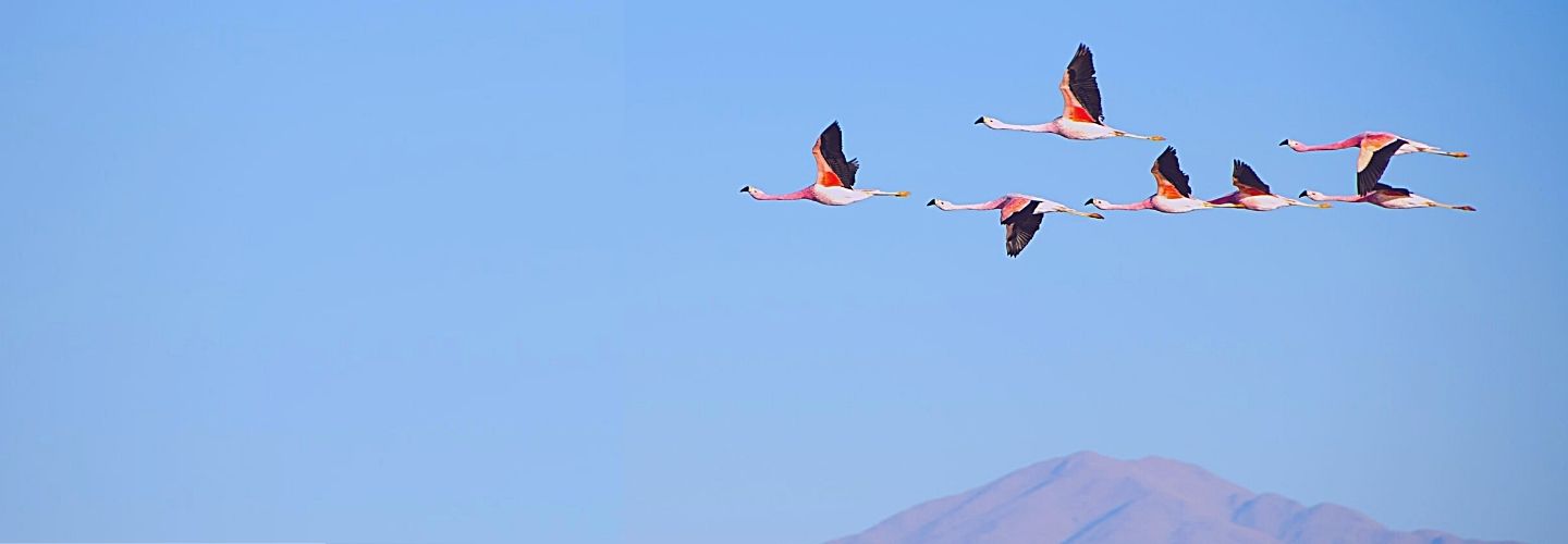 Как собрать команду для работы на международном рынке: советы инвестора