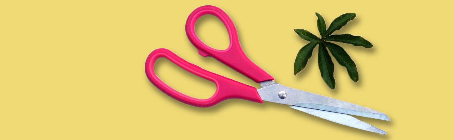 Первые пять правил автора, ножниц и бумаги