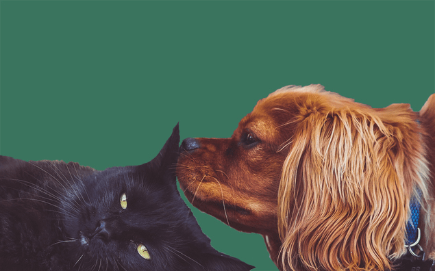 10 ошибок, которые снижают CTR на объявлениях в «Яндекс.Директе»